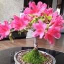 니코복코 이미지