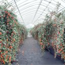 화수축산 이미지