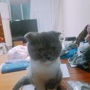 아토그루밍 이미지