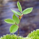 나무의꿈 이미지