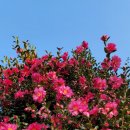 동백해돋이펜션 이미지