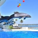 돌고래레스토랑 이미지
