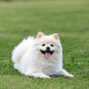 샤인아이안과동물병원 이미지