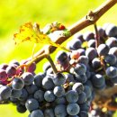 이종섭 농장 이미지