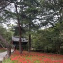 보석사로 | 대전근교 여행 금산 보석사 가을 꽃무릇 은행나무 명소 추천