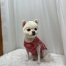 제일 그루밍샵 이미지