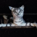 스타약품 이미지