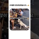 앵벌이 개 이미지