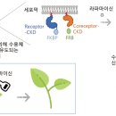 생장 이미지