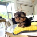 퍼피라이프 이미지