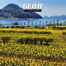 예구항 | 거제 공곶이 수선화 축제 실시간 개화현황 주차 셔틀버스 이용정보