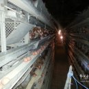 수복축산 이미지