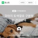 강아지 토색깔로 구분하는 건강상태 이미지