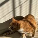 몽이네쉼터 이미지