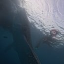 토토편의점 - 여수시 | 보홀 여행 기록 1편! [호핑/발리카삭/반딧불투어/환전소/토토에페피노]
