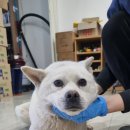 왕궁동물병원 이미지