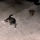 콩콩설기 이미지