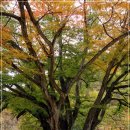 정자나무농원 이미지