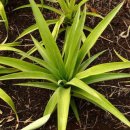 아나나스 이미지