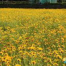 황금물결 농장 이미지