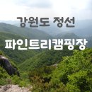 정선 파인트리 캠핑장