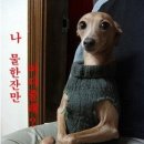 개판오분전 이미지