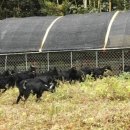 흑염소농장 이미지