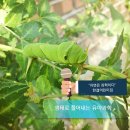 과학으로 푸는 흙의 원리(만 2세), 아침운동 흙밟기(한결어린이집 농장), 흙은 원래 그 자체가 비료 덩어리 이미지