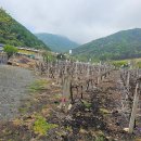 포도공인중개사사무소 이미지