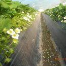 나눔농장2- 한솔이네 딸기농장의 봄 이미지