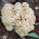 강력한 항암 꽃송이 버섯 이미지