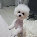 조선생 펫살롱 이미지