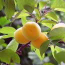 살구네집 이미지