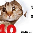 김해 강아지분양 고양이분양 똥강아지 이미지