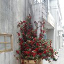 영화조경 이미지