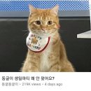 고미텐 이미지