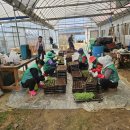 관정1리 이미지