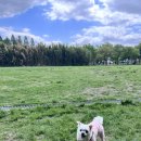 서울숲 dogs | 후니필름 - 강아지랑 인생사진찍기 서울 반려동물사진관 추천
