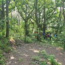 대경로 소나무 이미지