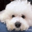 PET25시동물병원 이미지