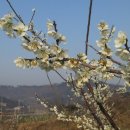 교촌마을 이미지