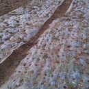 심가네농장 이미지