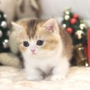 대구고양이분양 도레미캣 이미지