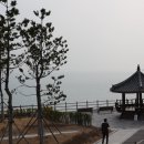 가덕코이