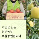 청송 수플농원 청년농부가 키운 새콤달콤 꿀사과 명절선물 추천