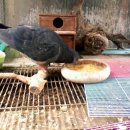 구로애조원 이미지