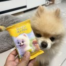 마스코타 펫 이미지