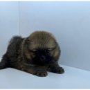 고양이미용연구소 이미지