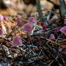 앵두낙엽버섯 Marasmius pulcherripes Peck 이미지