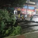 순천-11호 이미지